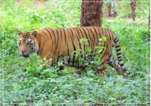  Lion Tiger Reserve 