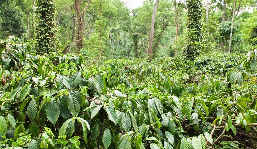 Coffee Estate — Coorg (Kodagu), Karnataka